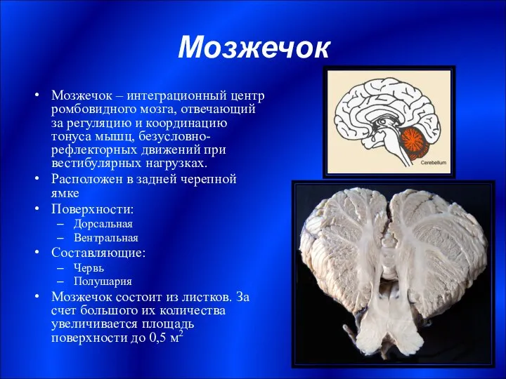 Мозжечок Мозжечок – интеграционный центр ромбовидного мозга, отвечающий за регуляцию и