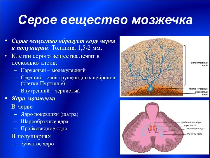 Серое вещество мозжечка Серое вещество образует кору червя и полушарий. Толщина