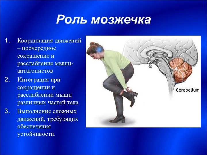 Роль мозжечка Координация движений – поочередное сокращение и расслабление мышц-антагонистов Интеграция