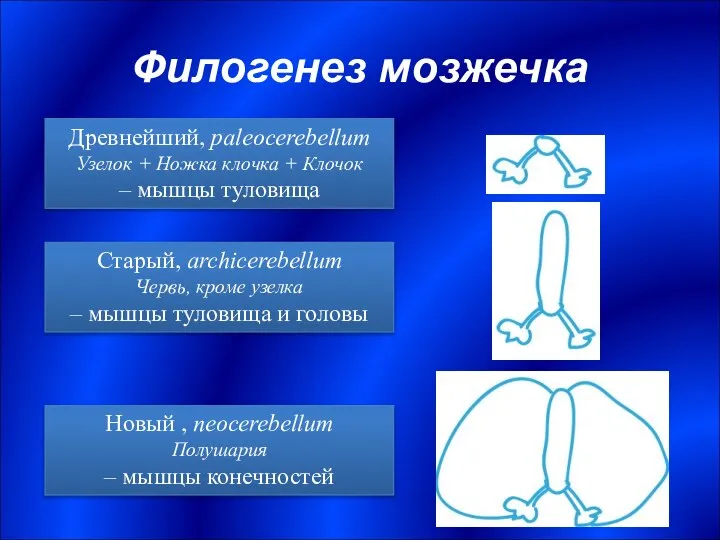 Филогенез мозжечка Новый , neocerebellum Полушария – мышцы конечностей Старый, archicerebellum