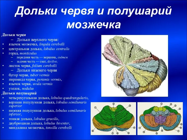 Дольки червя и полушарий мозжечка Дольки червя Дольки верхнего червя: язычок