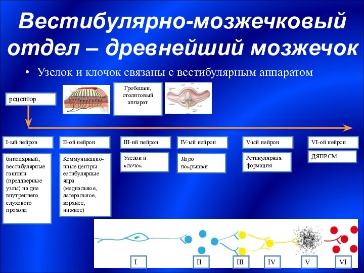 Вестибулярно-мозжечковый отдел – древнейший мозжечок Узелок и клочок связаны с вестибулярным