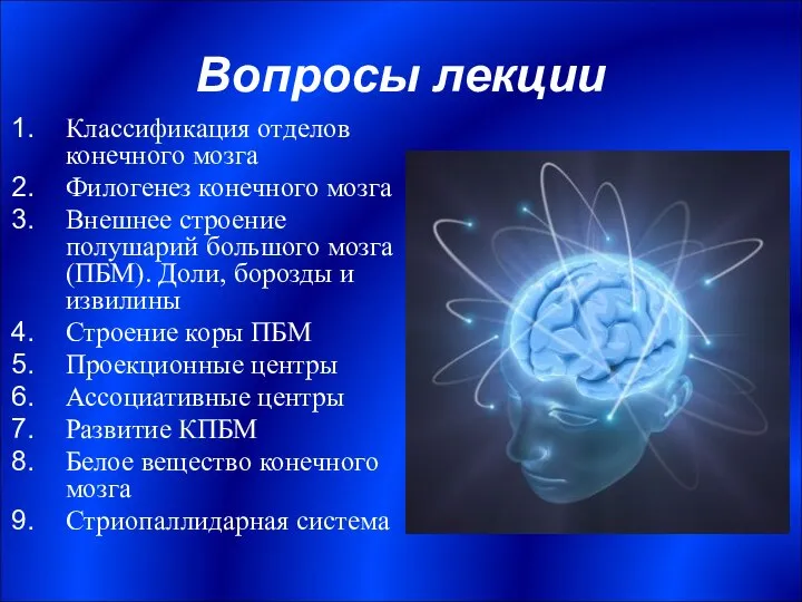 Вопросы лекции Классификация отделов конечного мозга Филогенез конечного мозга Внешнее строение