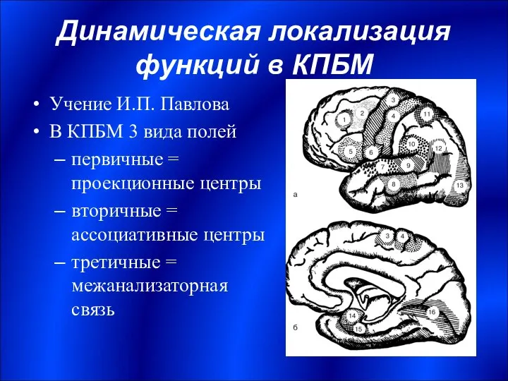 Динамическая локализация функций в КПБМ Учение И.П. Павлова В КПБМ 3