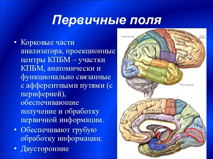 Первичные поля Корковые части анализатора, проекционные центры КПБМ – участки КПБМ,