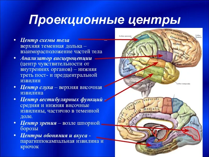 Проекционные центры Центр схемы тела – верхняя теменная долька – взаиморасположение