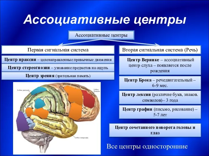 Ассоциативные центры Ассоциативные центры Первая сигнальная система Вторая сигнальная система (Речь)