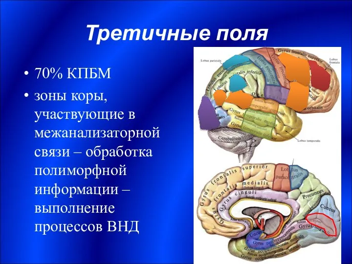 Третичные поля 70% КПБМ зоны коры, участвующие в межанализаторной связи –