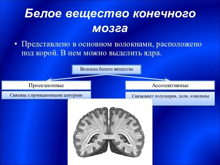 Белое вещество конечного мозга Представлено в основном волокнами, расположено под корой.