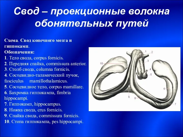 Свод – проекционные волокна обонятельных путей Схема. Свод конечного мозга и