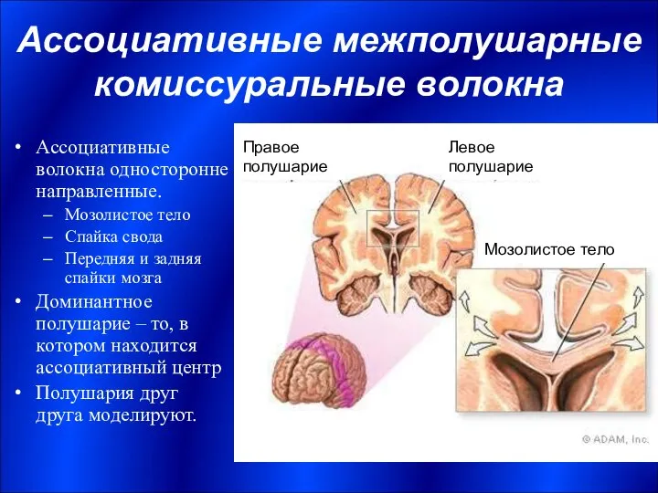 Ассоциативные межполушарные комиссуральные волокна Ассоциативные волокна односторонне направленные. Мозолистое тело Спайка