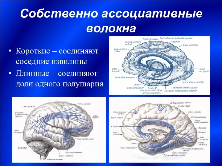 Собственно ассоциативные волокна Короткие – соединяют соседние извилины Длинные – соединяют доли одного полушария