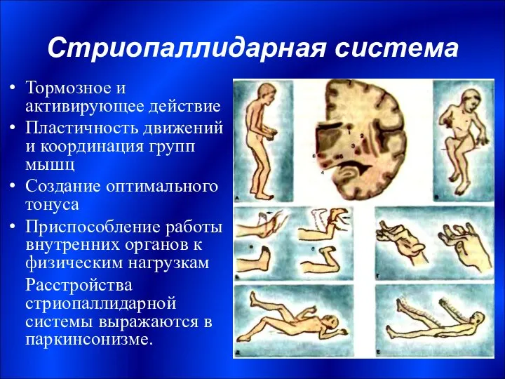 Стриопаллидарная система Тормозное и активирующее действие Пластичность движений и координация групп