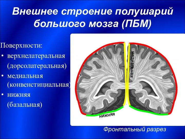 Внешнее строение полушарий большого мозга (ПБМ) Поверхности: верхнелатеральная (дорсолатеральная) медиальная (конвенстициальная)