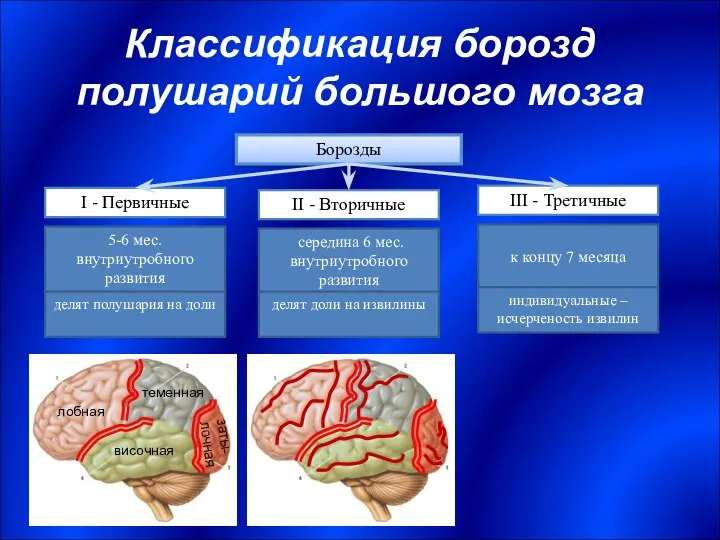 Классификация борозд полушарий большого мозга Борозды I - Первичные II -