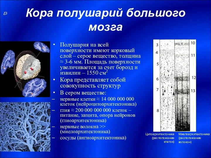 Кора полушарий большого мозга Полушария на всей поверхности имеют корковый слой