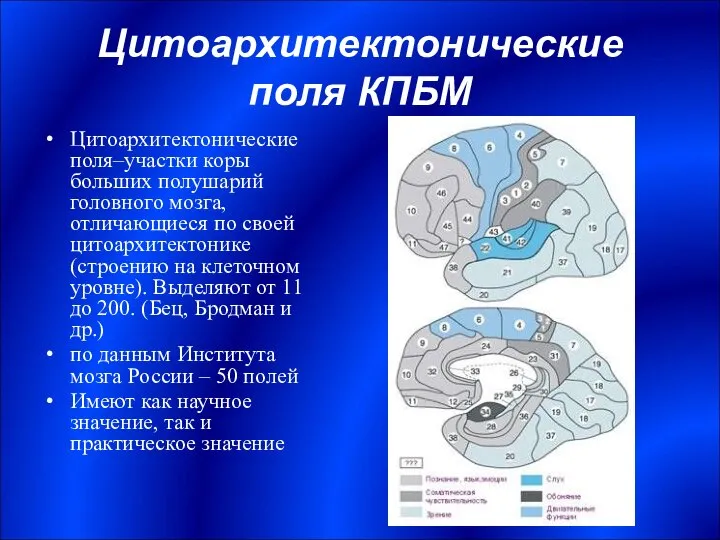 Цитоархитектонические поля КПБМ Цитоархитектонические поля–участки коры больших полушарий головного мозга, отличающиеся