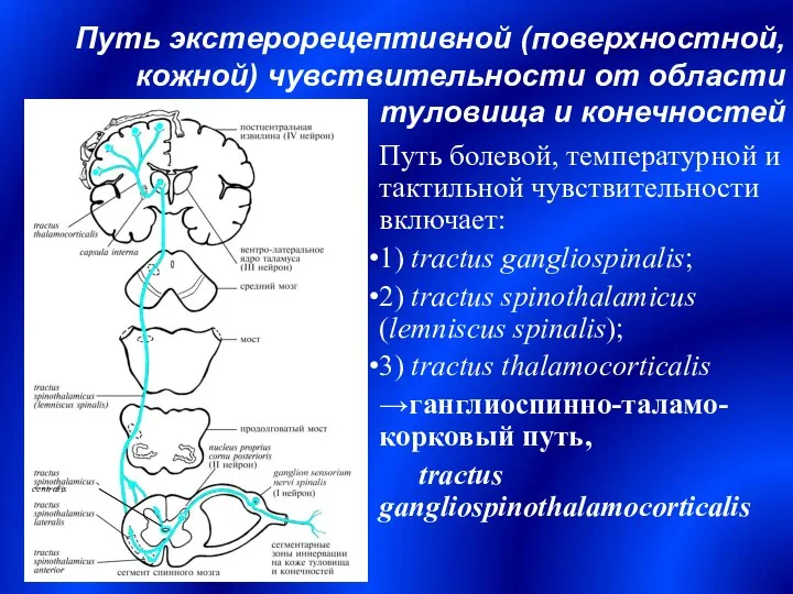 Путь экстерорецептивной (поверхностной, кожной) чувствительности от области туловища и конечностей Путь