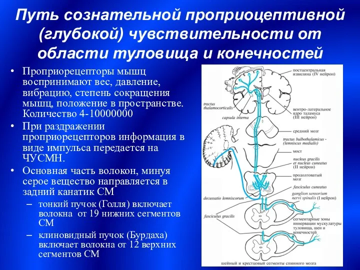 Путь сознательной проприоцептивной (глубокой) чувствительности от области туловища и конечностей Проприорецепторы