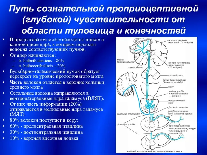 В продолговатом мозге находятся тонкое и клиновидное ядра, к которым подходят