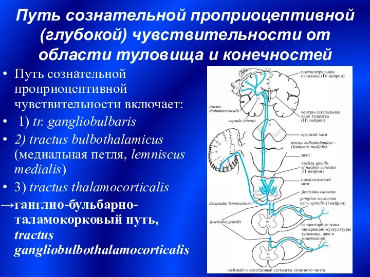 Путь сознательной проприоцептивной чувствительности включает: 1) tr. gangliobulbaris 2) tractus bulbothalamicus