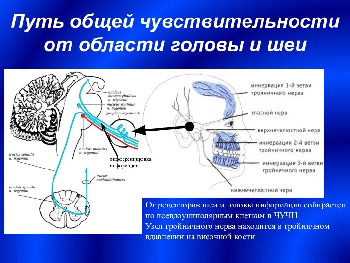 Путь общей чувствительности от области головы и шеи дифференцировка информации От