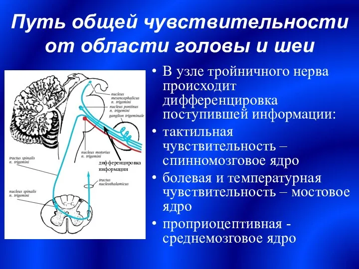 В узле тройничного нерва происходит дифференцировка поступившей информации: тактильная чувствительность –спинномозговое