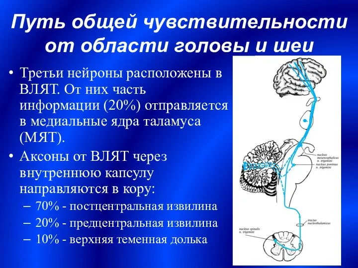 Третьи нейроны расположены в ВЛЯТ. От них часть информации (20%) отправляется