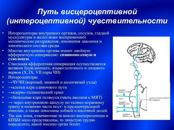 Путь висцероцептивной (интероцептивной) чувствительности Интероцепторы внутренних органов, сосудов, гладкой мускулатуры и