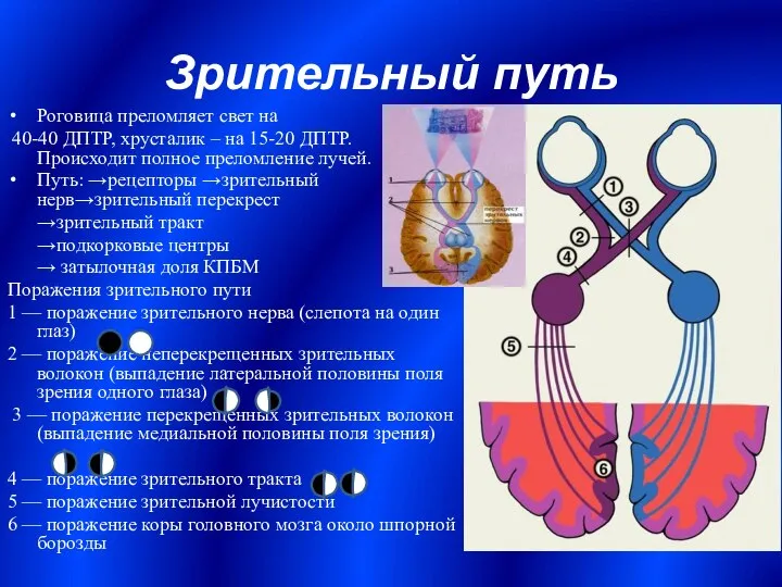 Зрительный путь Роговица преломляет свет на 40-40 ДПТР, хрусталик – на