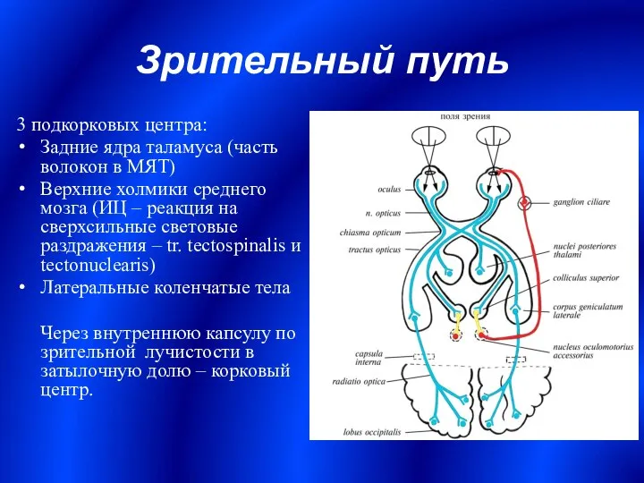 Зрительный путь 3 подкорковых центра: Задние ядра таламуса (часть волокон в