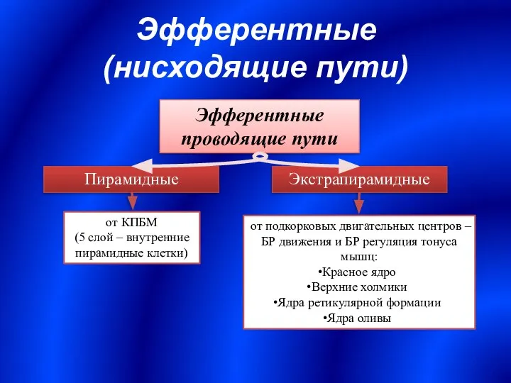 Эфферентные (нисходящие пути) Эфферентные проводящие пути Пирамидные Экстрапирамидные от КПБМ (5