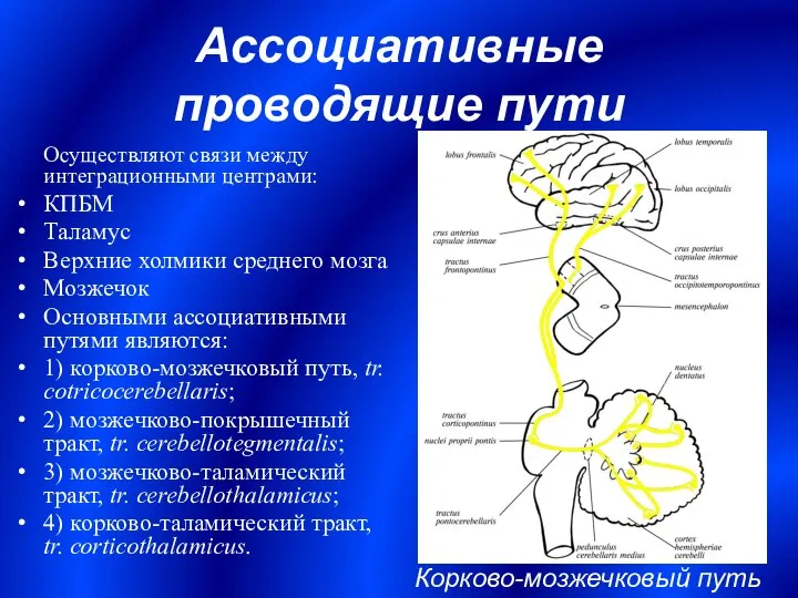 Ассоциативные проводящие пути Осуществляют связи между интеграционными центрами: КПБМ Таламус Верхние