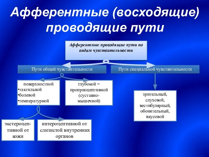 Афферентные (восходящие) проводящие пути Афферентные проводящие пути по видам чувствительности Пути