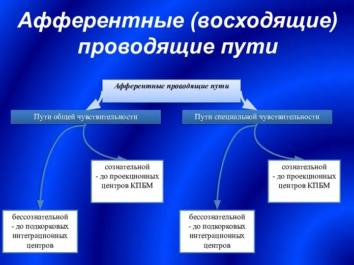 Афферентные (восходящие) проводящие пути Афферентные проводящие пути Пути общей чувствительности Пути