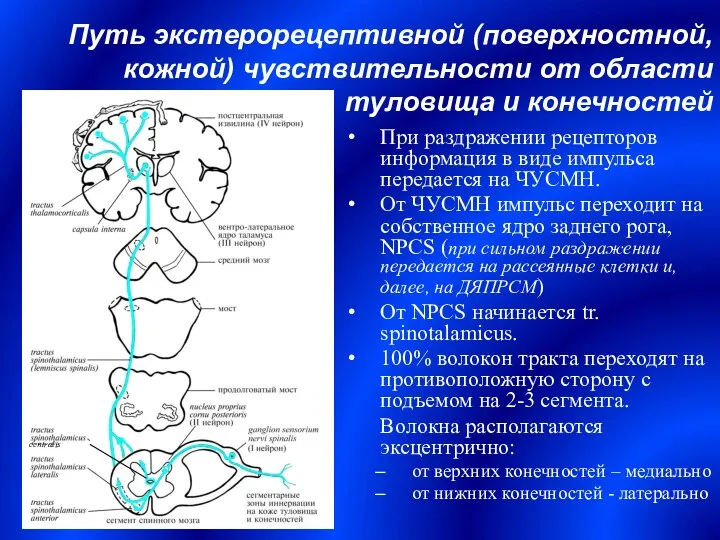 Путь экстерорецептивной (поверхностной, кожной) чувствительности от области туловища и конечностей При