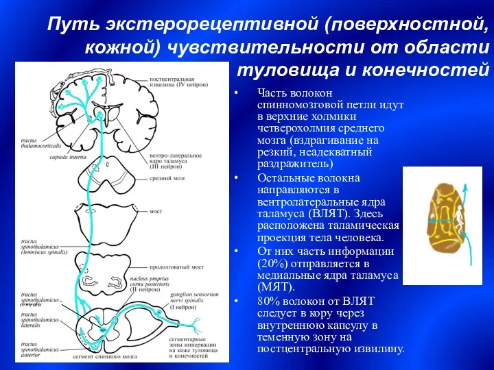 Путь экстерорецептивной (поверхностной, кожной) чувствительности от области туловища и конечностей Часть