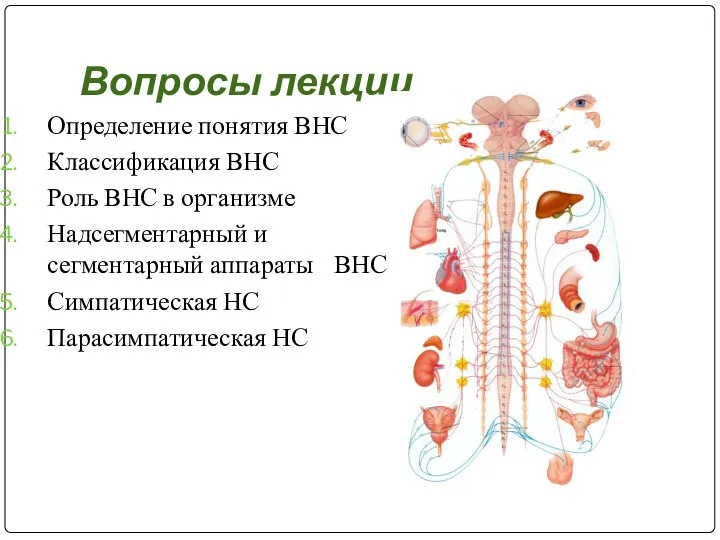 Вопросы лекции Определение понятия ВНС Классификация ВНС Роль ВНС в организме