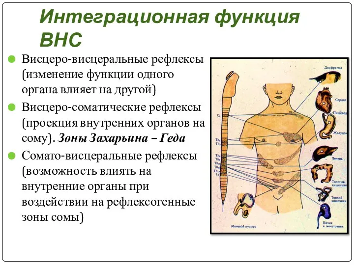 Интеграционная функция ВНС Висцеро-висцеральные рефлексы (изменение функции одного органа влияет на