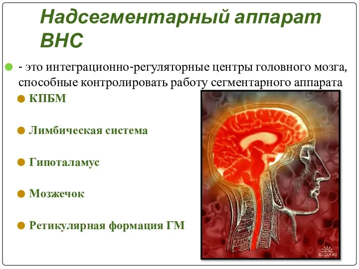 Надсегментарный аппарат ВНС - это интеграционно-регуляторные центры головного мозга, способные контролировать