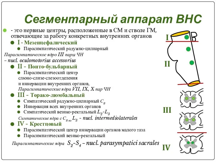 Сегментарный аппарат ВНС - это нервные центры, расположенные в СМ и