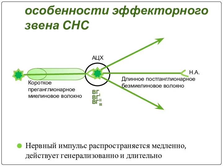 Отличительные особенности эффекторного звена СНС Нервный импульс распространяется медленно, действует генерализованно