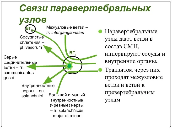 Связи паравертебральных узлов Паравертебральные узлы дают ветви в состав СМН, иннервируют