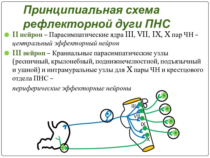 III VII IX X Принципиальная схема рефлекторной дуги ПНС II нейрон