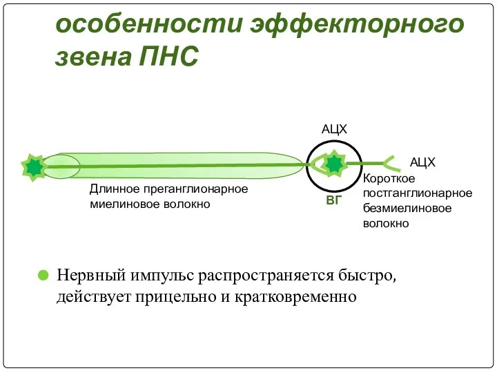 Отличительные особенности эффекторного звена ПНС Нервный импульс распространяется быстро, действует прицельно