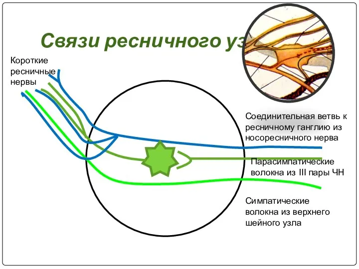 Связи ресничного узла Соединительная ветвь к ресничному ганглию из носоресничного нерва