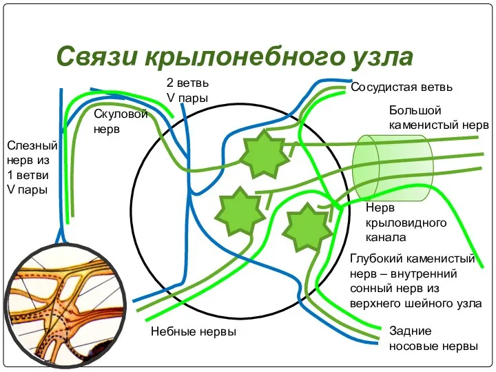 Связи крылонебного узла Большой каменистый нерв Глубокий каменистый нерв – внутренний