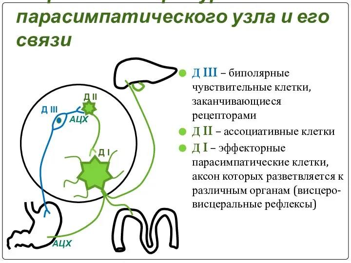 Строение интрамурального парасимпатического узла и его связи Д III – биполярные