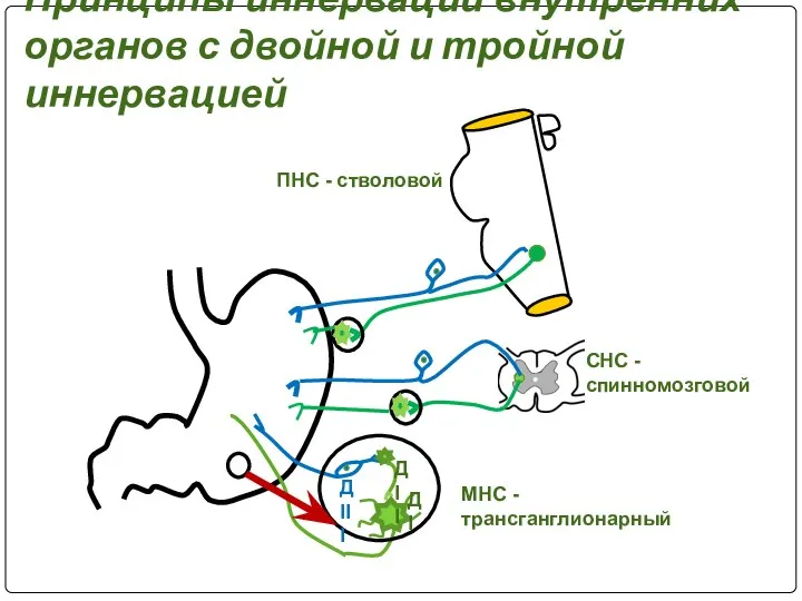 Принципы иннервации внутренних органов с двойной и тройной иннервацией ПНС -