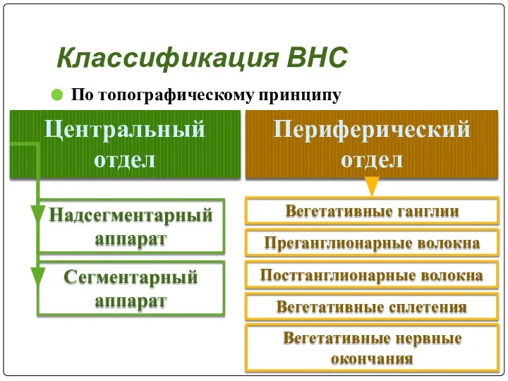 Классификация ВНС По топографическому принципу Центральный отдел Периферический отдел Надсегментарный аппарат